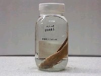 藏品(白頸赤尾冬)的圖片